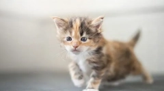 Niż karmienie kotka maine coon by miesiące